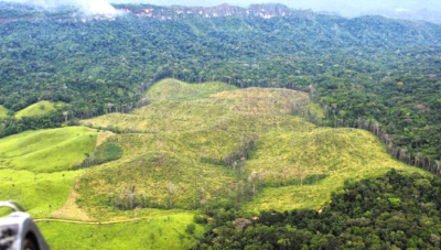 Varias operaciones se han desarrollado en el lugar para evitar la deforestación.