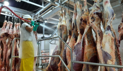 Actualmente, Cofema surte de carne el mercado de Huila, Tolima, Valle del Cauca, Córdoba, Cesar, Bolívar y Atlántico.
