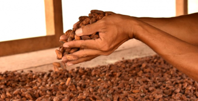 El cacao es una de las líneas a trabajar en la región.