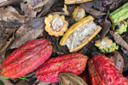 Cacao de Caquetá tiene su hoja de ruta para fortalecer su producción y consolidarse
