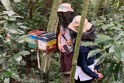 Sena en Caquetá impulsa la crianza de abejas sin aguijón