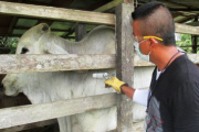 Avanza con normalidad vacunación contra fiebre aftosa y brucelosis en Caquetá