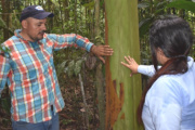 Ganaderos de Caquetá rehabilitan corredor biológico de gran importancia para la región