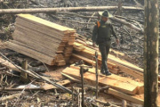 Recuperan cuatro hectáreas de bosque que estaban siendo taladas en Caquetá