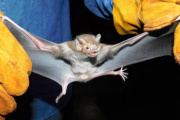 ICA en Caquetá combate la rabia silvestre con la captura de murciélagos hematófagos